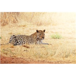 3D Фотообои «Леопард»