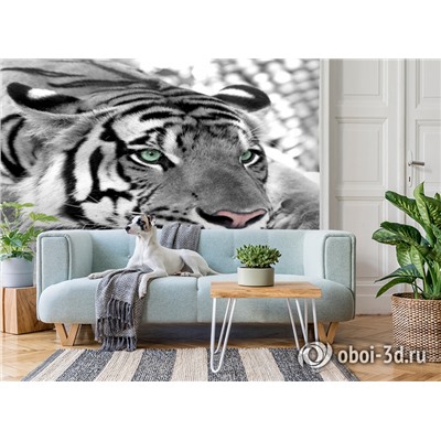 3D Фотообои  «Тигр черно-белые»