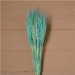 Сухой колос пшеницы, набор 50 шт., цвет голубой