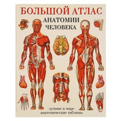«Большой атлас анатомии человека», Махиянова Е. Б.