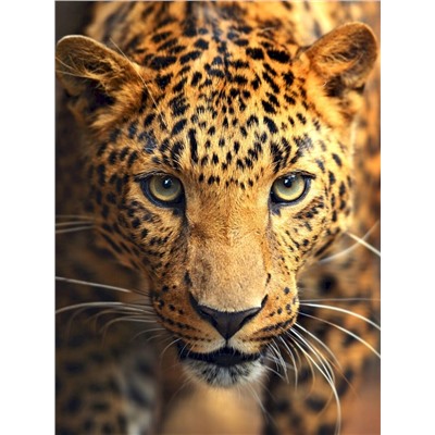 3D Фотообои  «Леопард портрет»