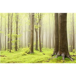 3D Фотообои  «Зеленый лес»