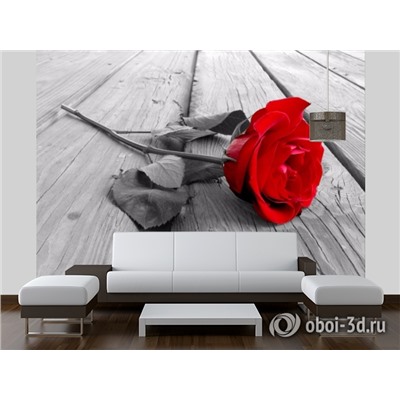 3D Фотообои «Черно белое фото с красной розой»