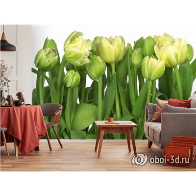 3D Фотообои «Салатовые тюльпаны»