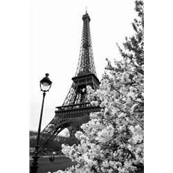 3D Фотообои «Цветущие деревья в Париже»