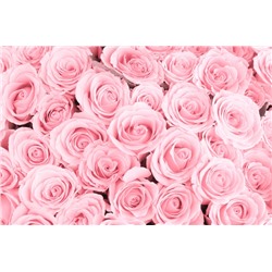 3D Фотообои «Ковер из нежно-розовых роз»