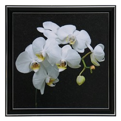 Картина "Белая орхидея" 25х25(28х28) см