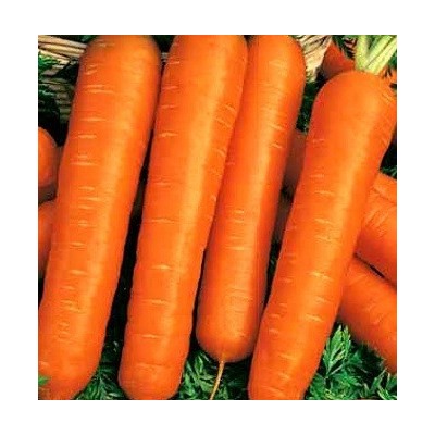00263 Морковь гранулир. Настена 300 шт. гель