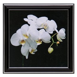 Картина "Белая орхидея" 18х18(21,5х21,5) см