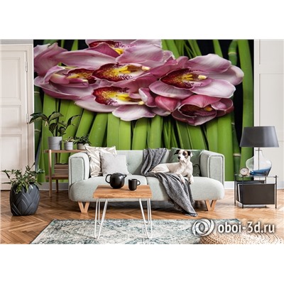 3D Фотообои «Красивые орхидеи»