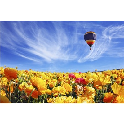 Картина по номерам 40х50 - Воздушный шар над маковым полем
