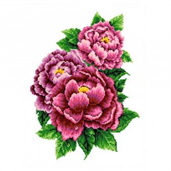 Набор для вышивания крестом (канва с рисунком) "Розовые пионы", 23х30см кткн 126 (р)