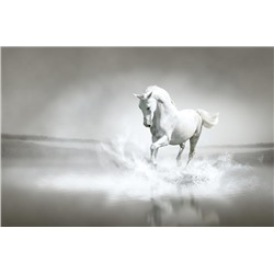 3D Фотообои «Белый конь бегущий по воде»