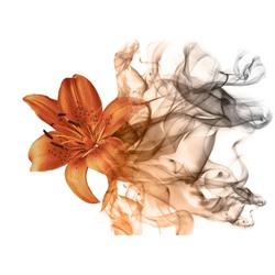 3D Фотообои «Огненная лилия»