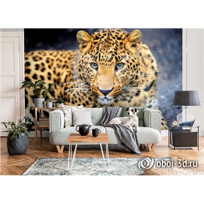 3D Фотообои «Красивый леопард»