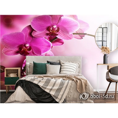 3D Фотообои «Розовая орхидея на нежном фоне»
