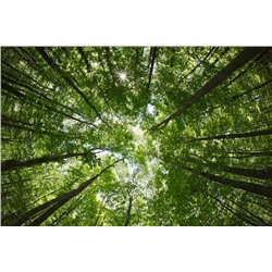3D Фотообои  "Высокие деревья"  Природа