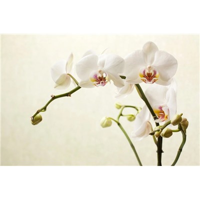 3D Фотообои «Белая орхидея»