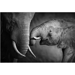 3D Фотообои  «Слоны»