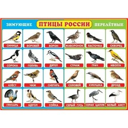 0-02-291 Плакат А2 Птицы России(зимующие/перелетные)