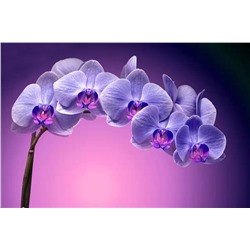 3D Фотообои «Фиолетовая орхидея»