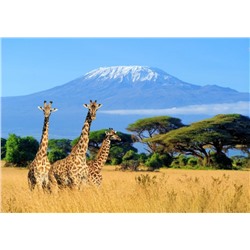 3D Фотообои «Жирафы в саванне»