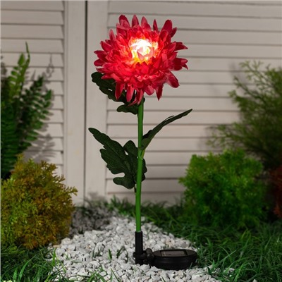 Садовый светильник на солнечной батарее «Хризантема красная», 75 см, 1 LED, свечение белое