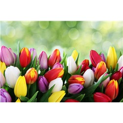 3D Фотообои «Разноцветные тюльпаны»