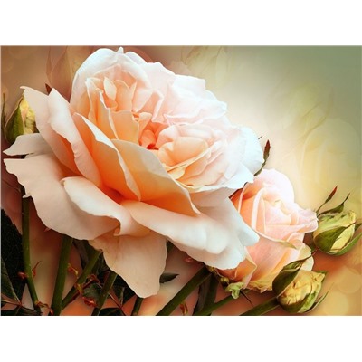 3D Фотообои  «Персиковая роза»