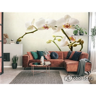 3D Фотообои «Белая орхидея»