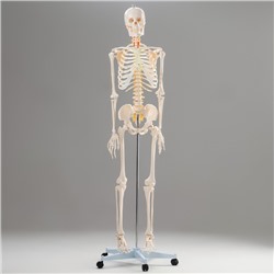 Макет "Скелет человека" 170см