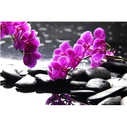 3D Фотообои «Орхидеи на камнях»