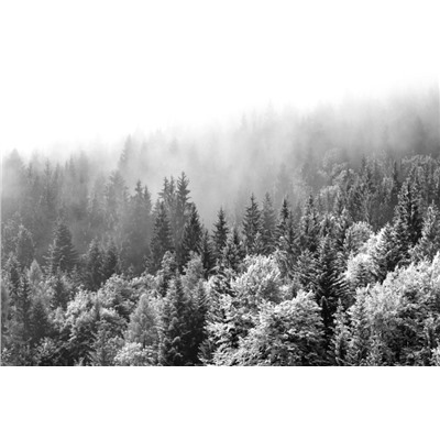 3D Фотообои «Заснеженный туманный лес»