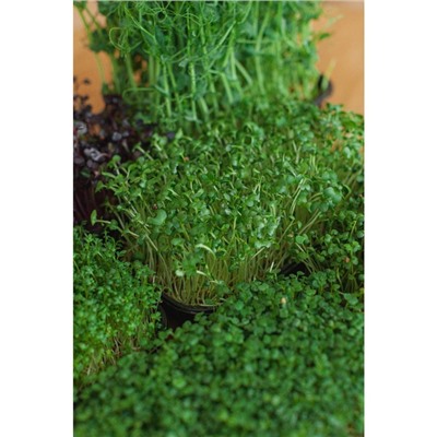 Набор для выращивания микрозелени My Greens, 5 культур: горох, горчица, рукола, редис санго, кресс-салат