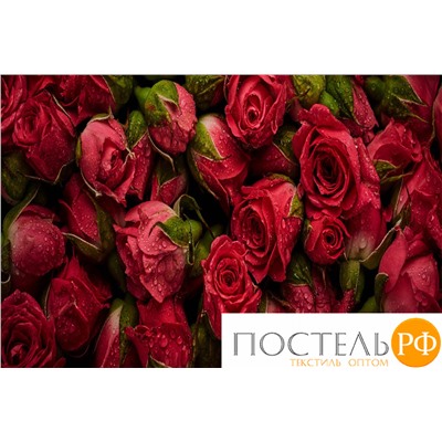ПЛФЛ004-10862 Плед-покрывало "Розы любви", 145*220 см, Флис (100% полиэстер), упаковка: БОПП пакет