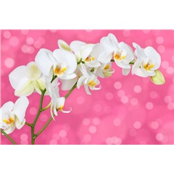 3D Фотообои «Белая орхидея на розовом фоне»