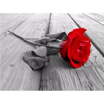 3D Фотообои «Черно белое фото с красной розой»