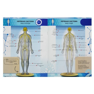 Энциклопедия 4D в дополненной реальности «Анатомия: тело человека»