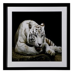 Картина "Бенгальский тигр" 50х50(54х54) см