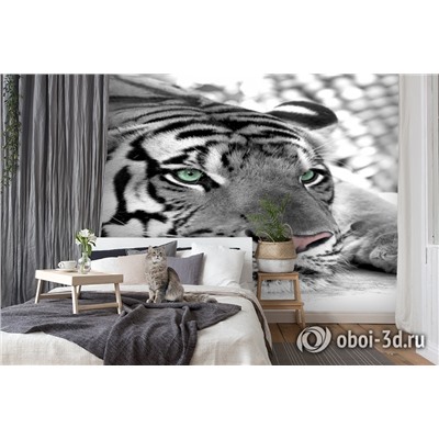3D Фотообои  «Тигр черно-белые»