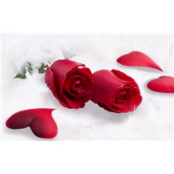 3D Фотообои  «Красные розы в перьях»