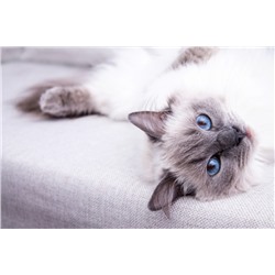 3D Фотообои «Голубоглазая кошка»