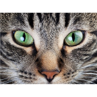 3D Фотообои «Взгляд кошки»
