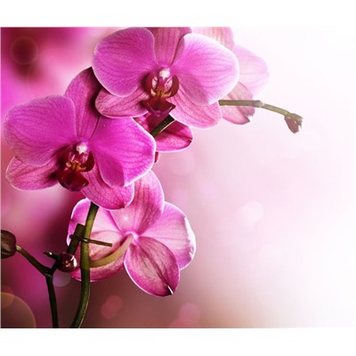 3D Фотообои «Розовая орхидея на нежном фоне»