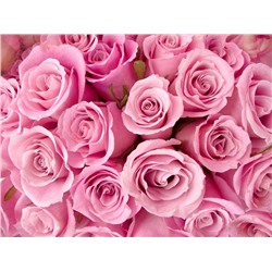 3D Фотообои «Розовые розы»