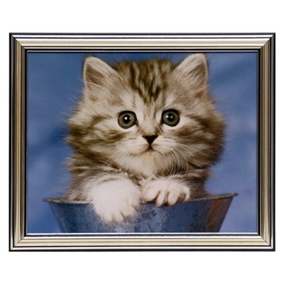 Картина "Котёнок" 20х25(23,5х28,5) см