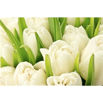 3D Фотообои «Белые тюльпаны»