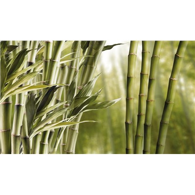 3D Фотообои «Бамбук»