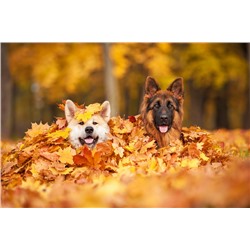 3D Фотообои  «Собаки в листьях»