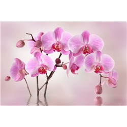 3D Фотообои «Розовая орхидея над водой»